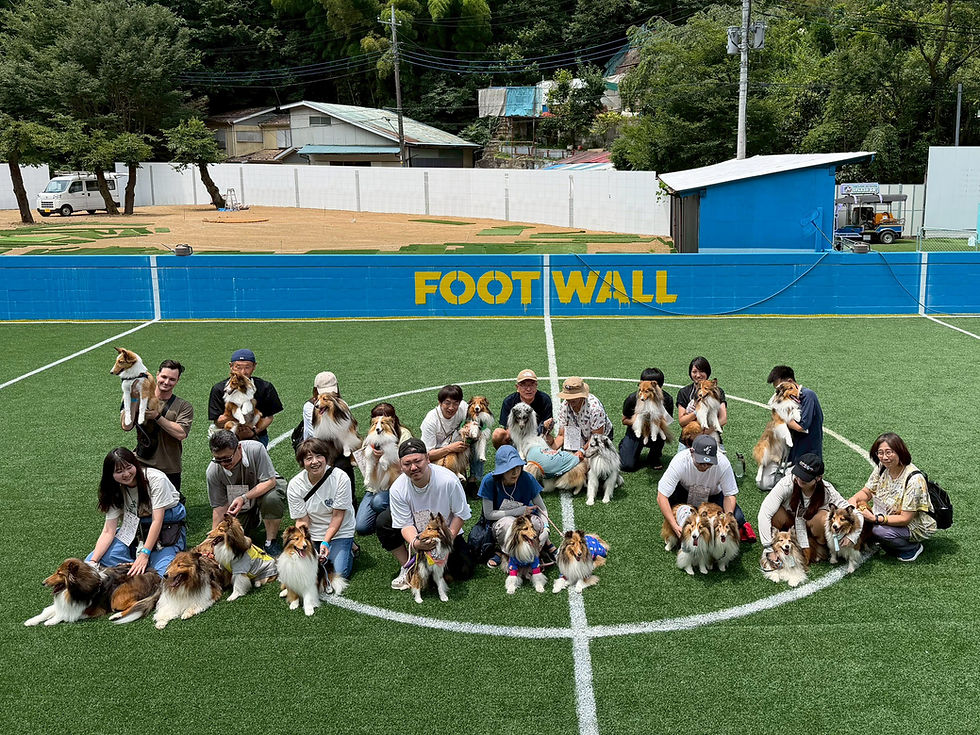 SHELTIE DAY MEETUP – PHOTO GALLERY