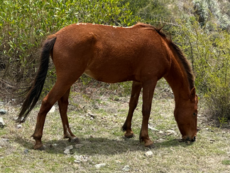 Grazing Horse