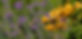 Black-chinned-at-TrumpetVine-adm.jpg