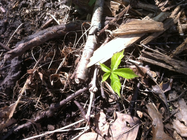 Wisconsin-American ginseng plant showing its characteristic five-leaves.