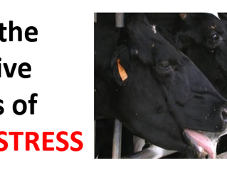 Heat stress, lowering milk production and COVID 19. Taking care of your future profitability.