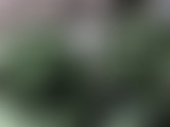 Spirulina, die wertvolle Alge für deine Gesundheit 