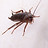 cockroach roach