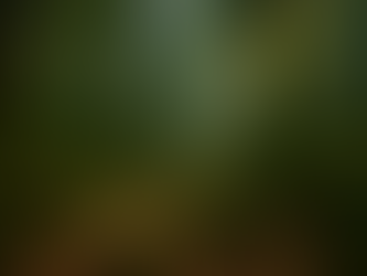 Sunlit forest with tall trees, moss-covered rocks, and a winding path. Lush green foliage creates a serene, tranquil atmosphere.