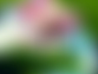 Pink lotus flower beneath green leaves against a blue sky with clouds. Sunlight casts soft shadows, creating a peaceful mood.