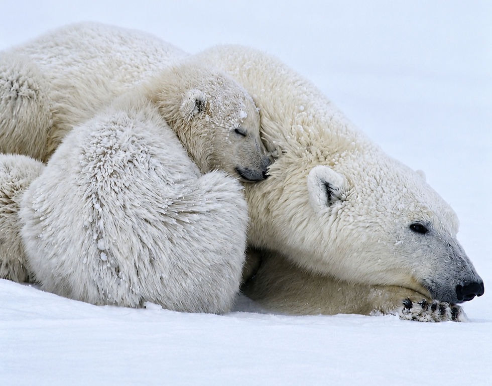 Polar bear and cub cuddle on snowy ground, their fur covered in frost. The white snow creates a serene, tender atmosphere.