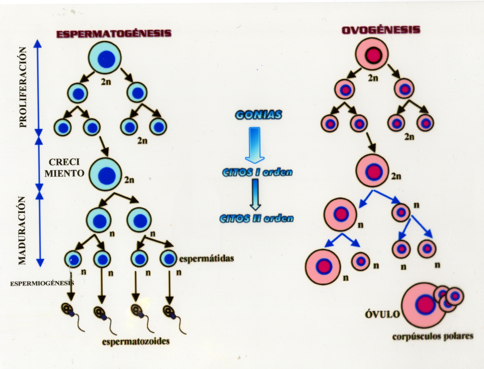 Bases citológicos de la herencia biofcb