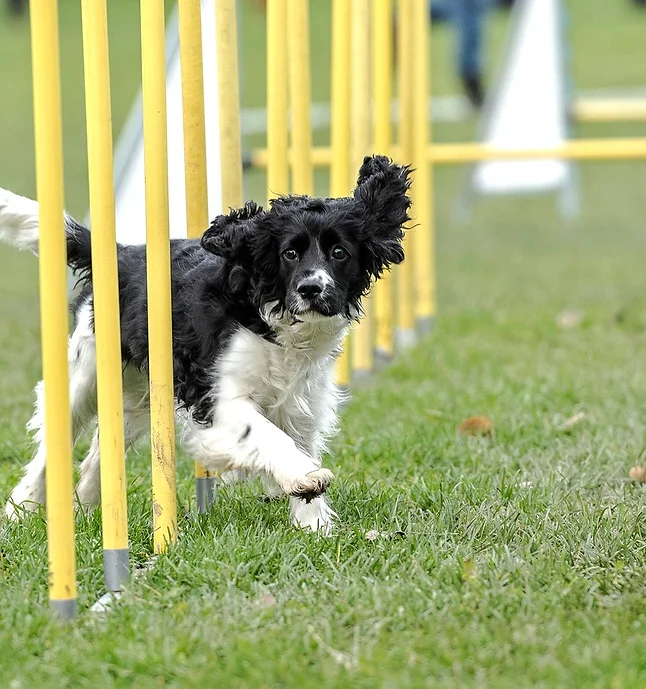 Västerås kennelklubb Västerås kennelklubb