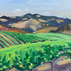 Happy Canyon Vineyard I, Santa Ynez. August 2021.