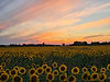 SunflowerField.jpeg