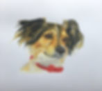 Pet Portraits