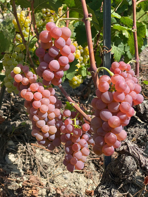 Les Vins de Tarcis - Apprenti Vigneron en Valais
