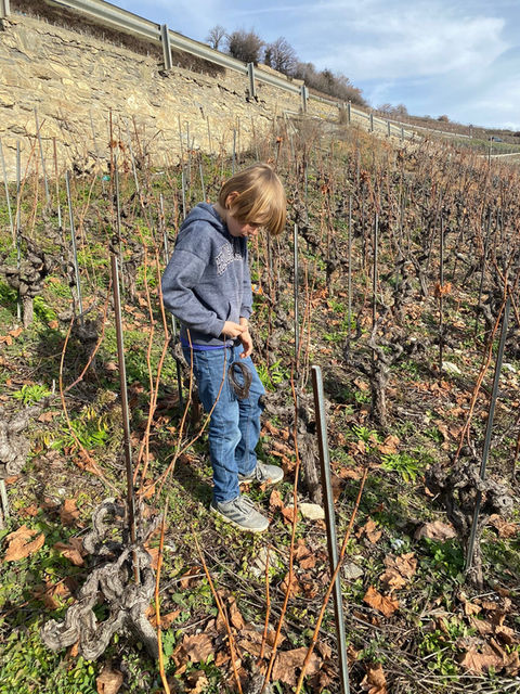 Les Vins de Tarcis - Apprenti Vigneron en Valais