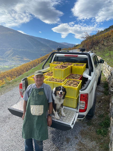 Vendanges - Les Vins de Tarcis - Apprenti Vigneron en Valais