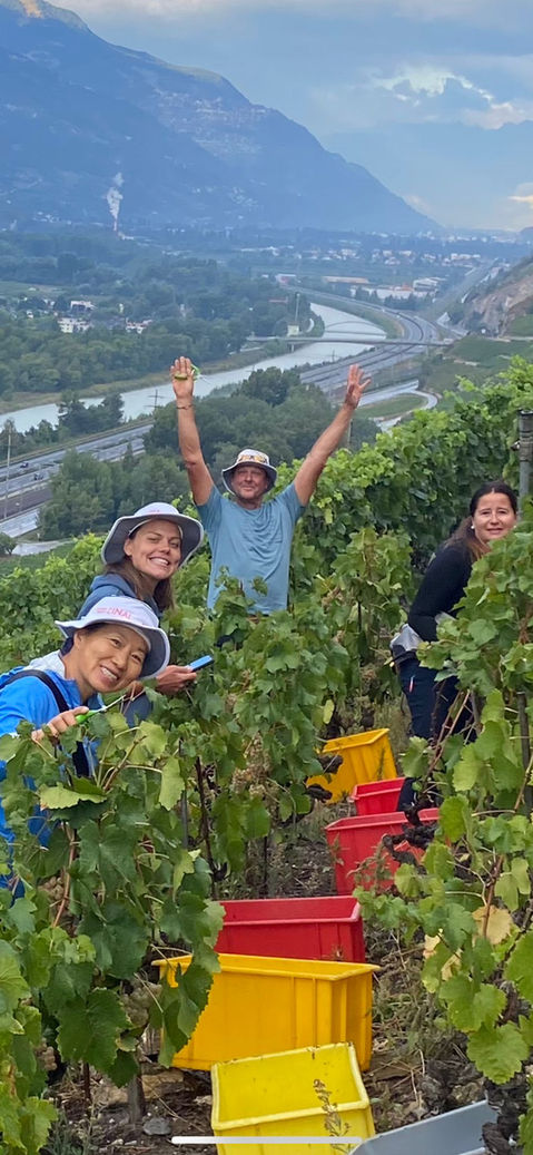 Les vendanges - Les Vins de Tarcis - Apprenti Vigneron en Valais