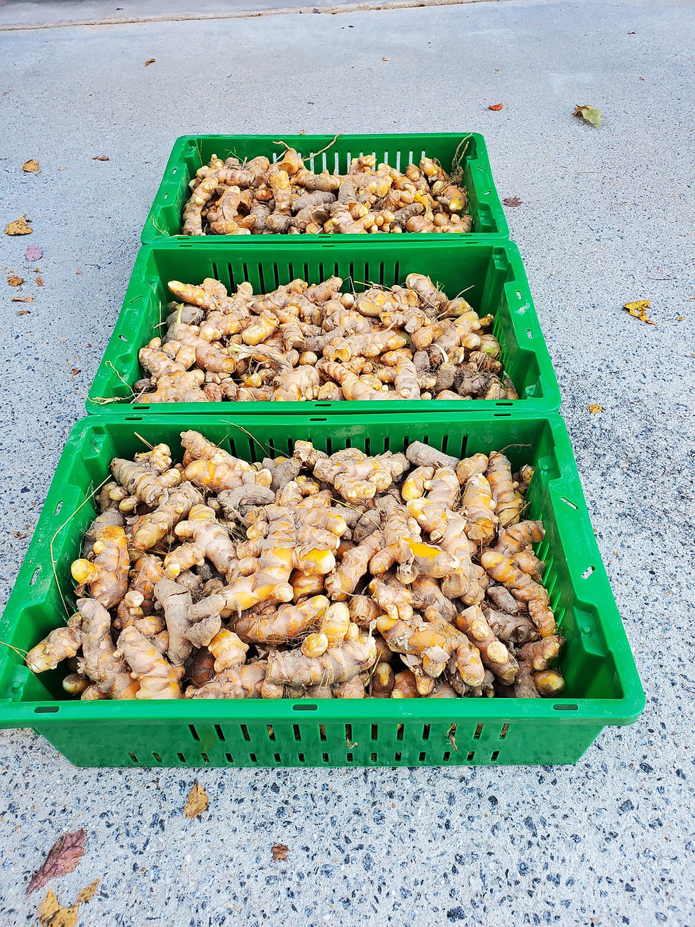 Thumbnail: Fresh Yellow Turmeric