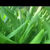 Thumbnail: 5 Pounds Fresh Yellow Organic Turmeric