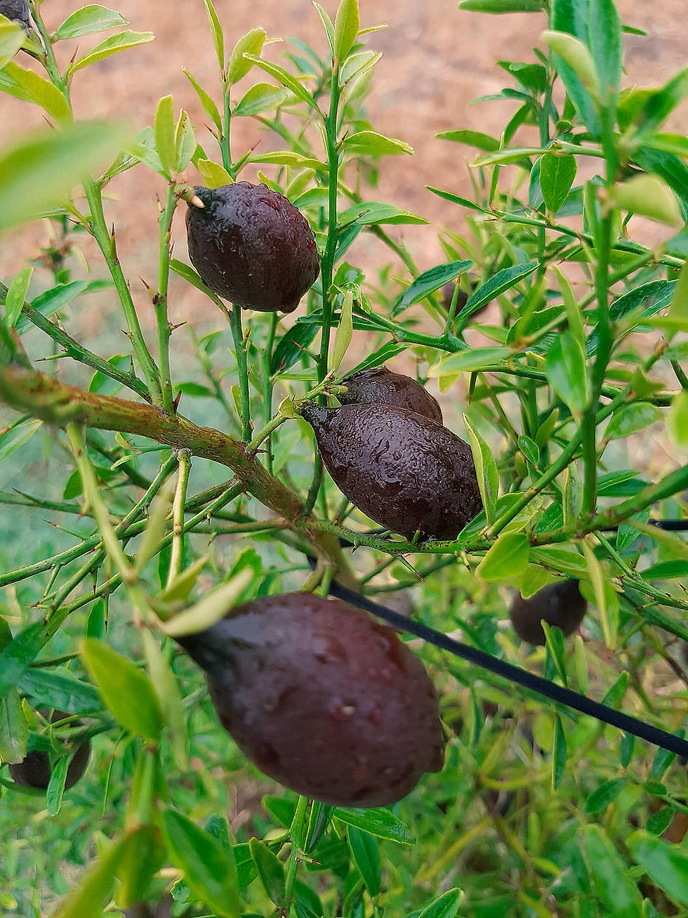 ALANDROAL-21.09.2022-FOTO-11-CITRON