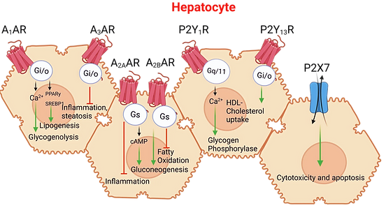 Hepatocyte_Purines_edited.png