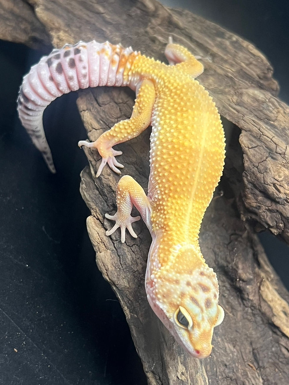 サムネイル： QR2ハイイエロー het レーダー poss ブリザード ♀