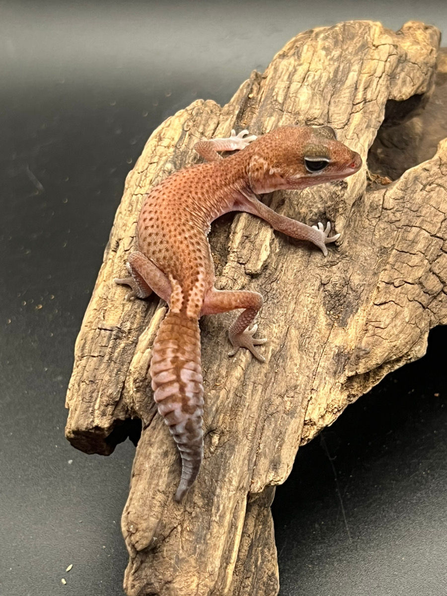 サムネイル： T12 パターンレス ヘテロ オレオ ♀
