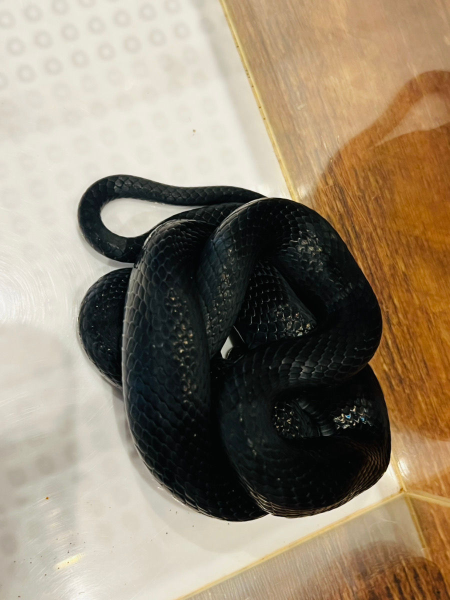 サムネイル： カラスへビ♂　真っ黒！