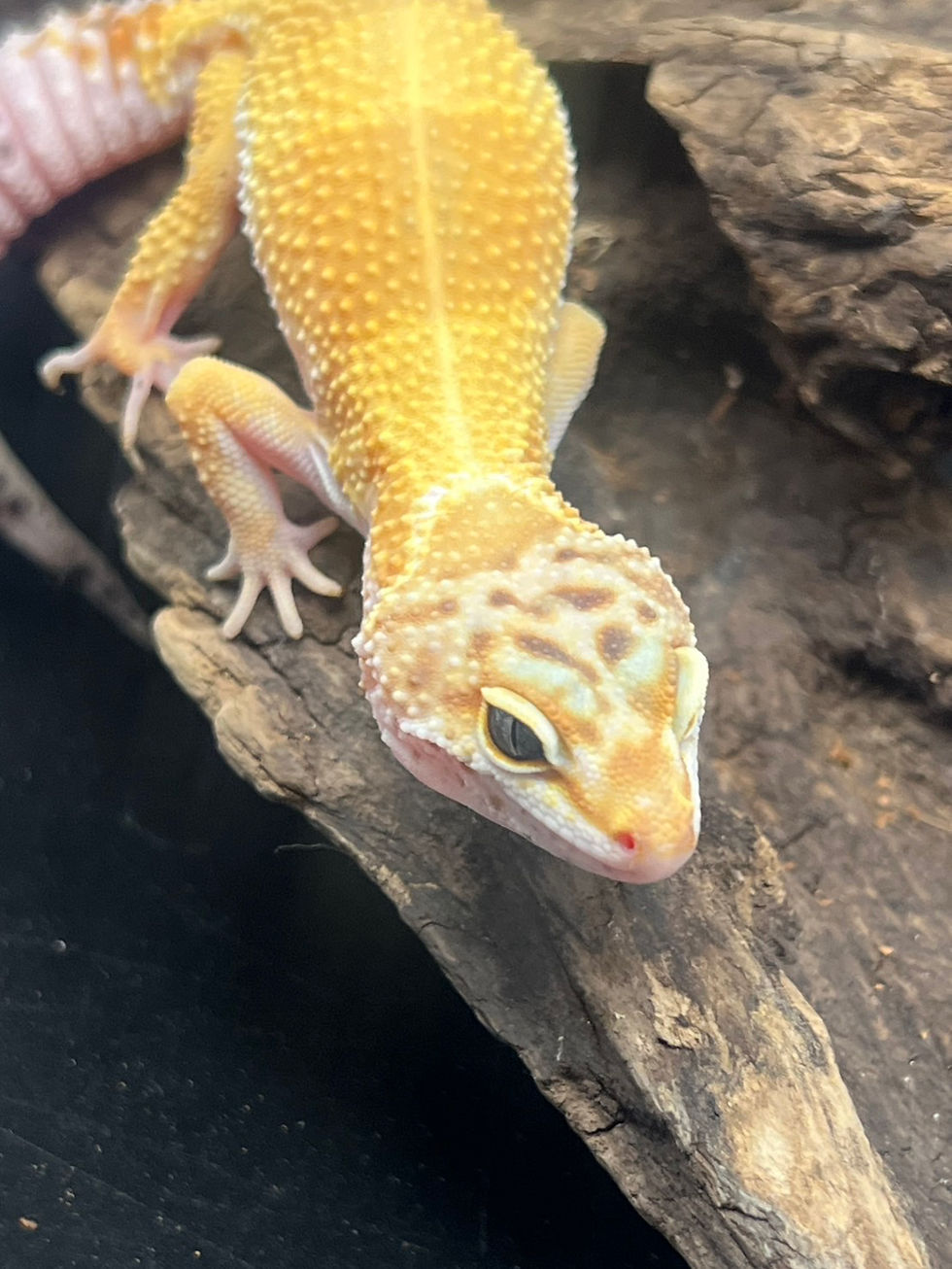 サムネイル： QR2ハイイエロー het レーダー poss ブリザード ♀