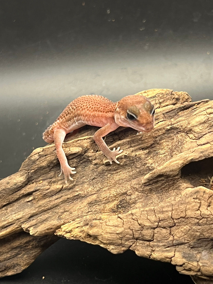 サムネイル： T12 パターンレス ヘテロ オレオ ♀