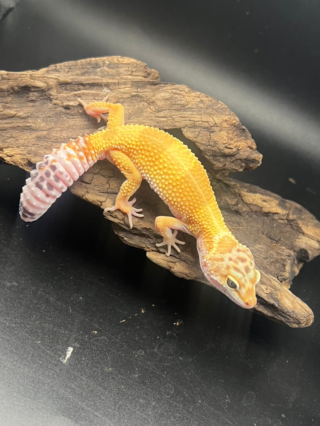 QR2ハイイエロー het レーダー poss ブリザード ♀