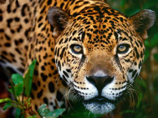 jaguar-maya