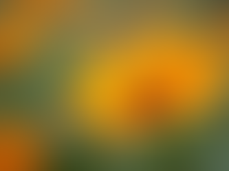 El significado espiritual de encontrar colibrí, plumas y mariposas como señales de seres amados fallecidos