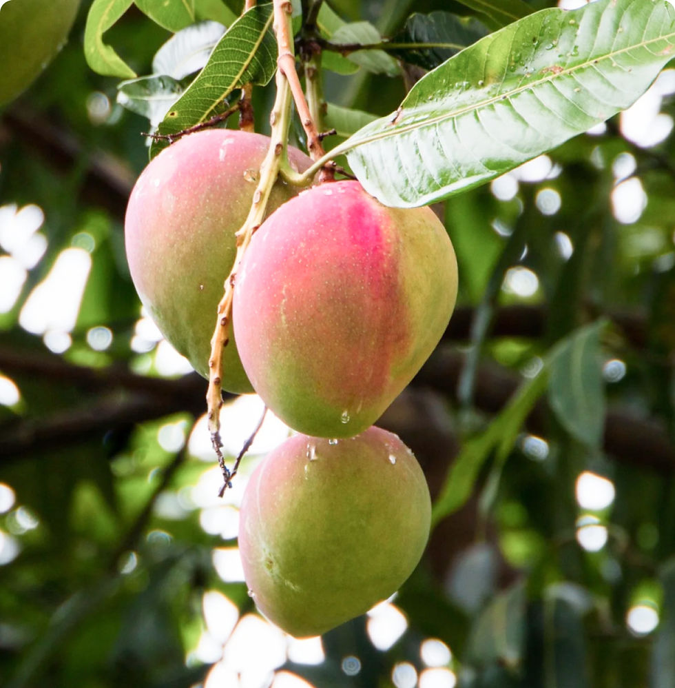 mango.jpg