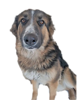 Photo_1583616088019.png
