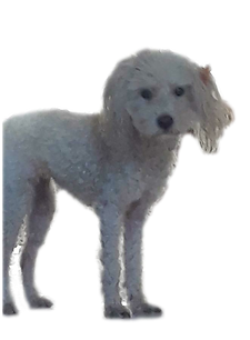 Photo_1583816235630 (1).png