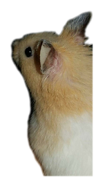 Photo_1583615723812.png
