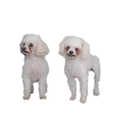 Photo_1583616495721.png
