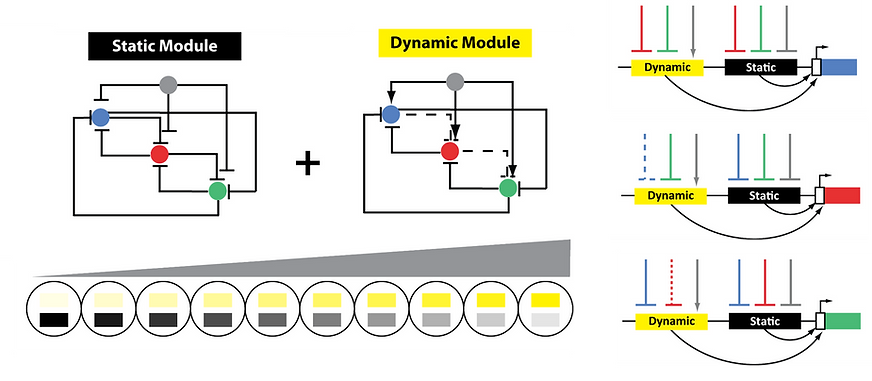 enhancer switching model.png