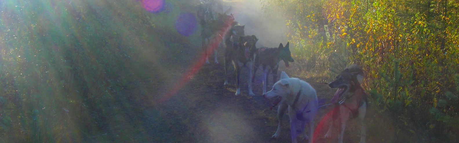 Husky self drive during husky training week at Laplandhusky in Swedish Lapland