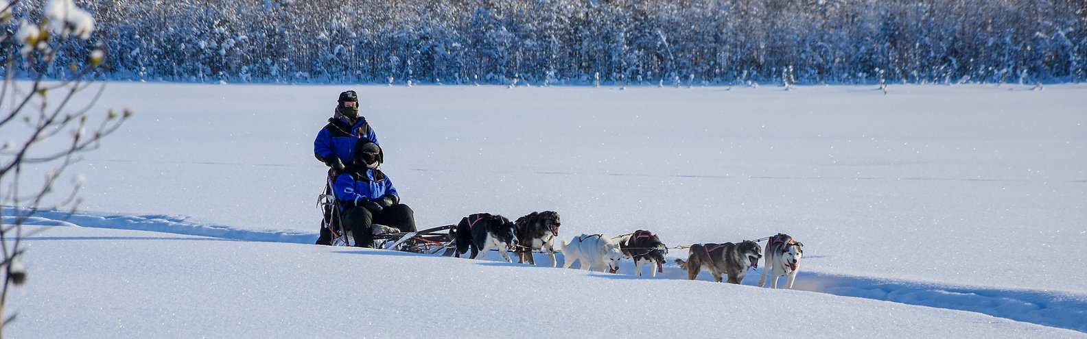 Self drive sleddog safari at Laplandhusky in Swedish Lapland