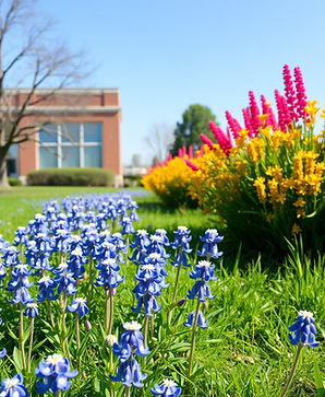 bluebonnet field next to office.jpg