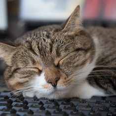 Home office with cat: How to stay productive!