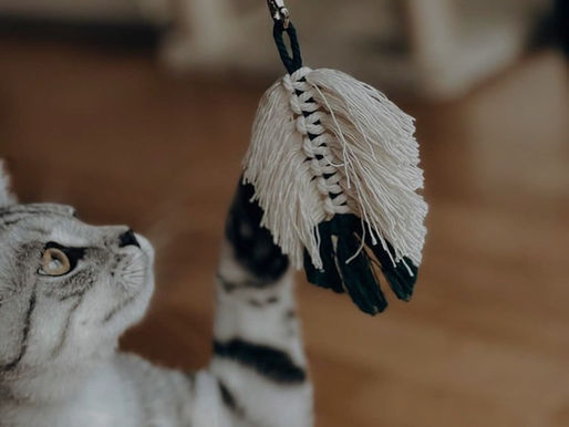 Wohnungskatze beschäftigen – 5 besten Ideen für drinnen