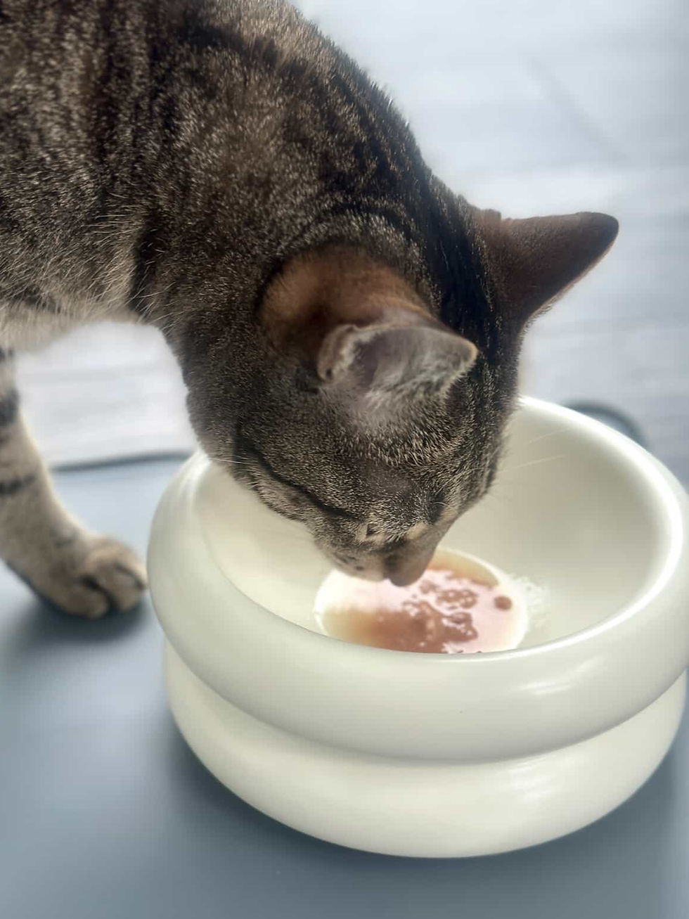 Thumbnail: SCHMACKOFATZ - Erstausstattung (4er/5er SET)