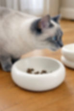 SCHMACKOFATZ - Flacher Katzen Napf aus Keramik (matt)