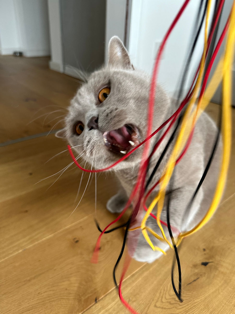 Miniaturbild: ZAPPEL - Katzenstab