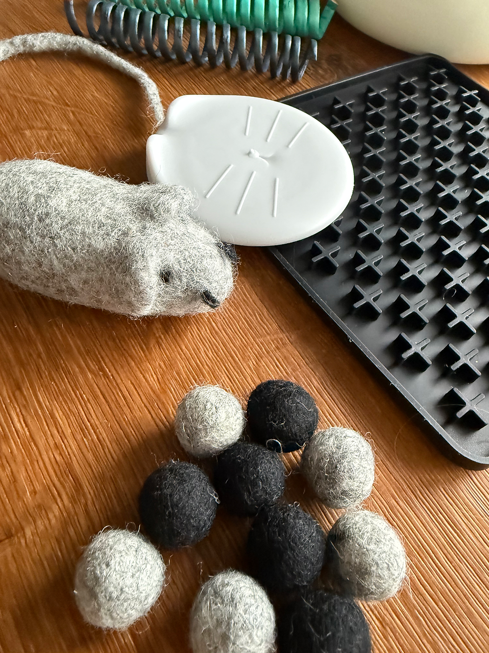Miniaturbild: KITTEN - Erstausstattung SET XXL