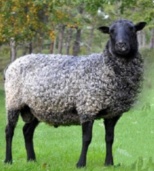 Thumbnail: Gotland - Felted Fleece Rug