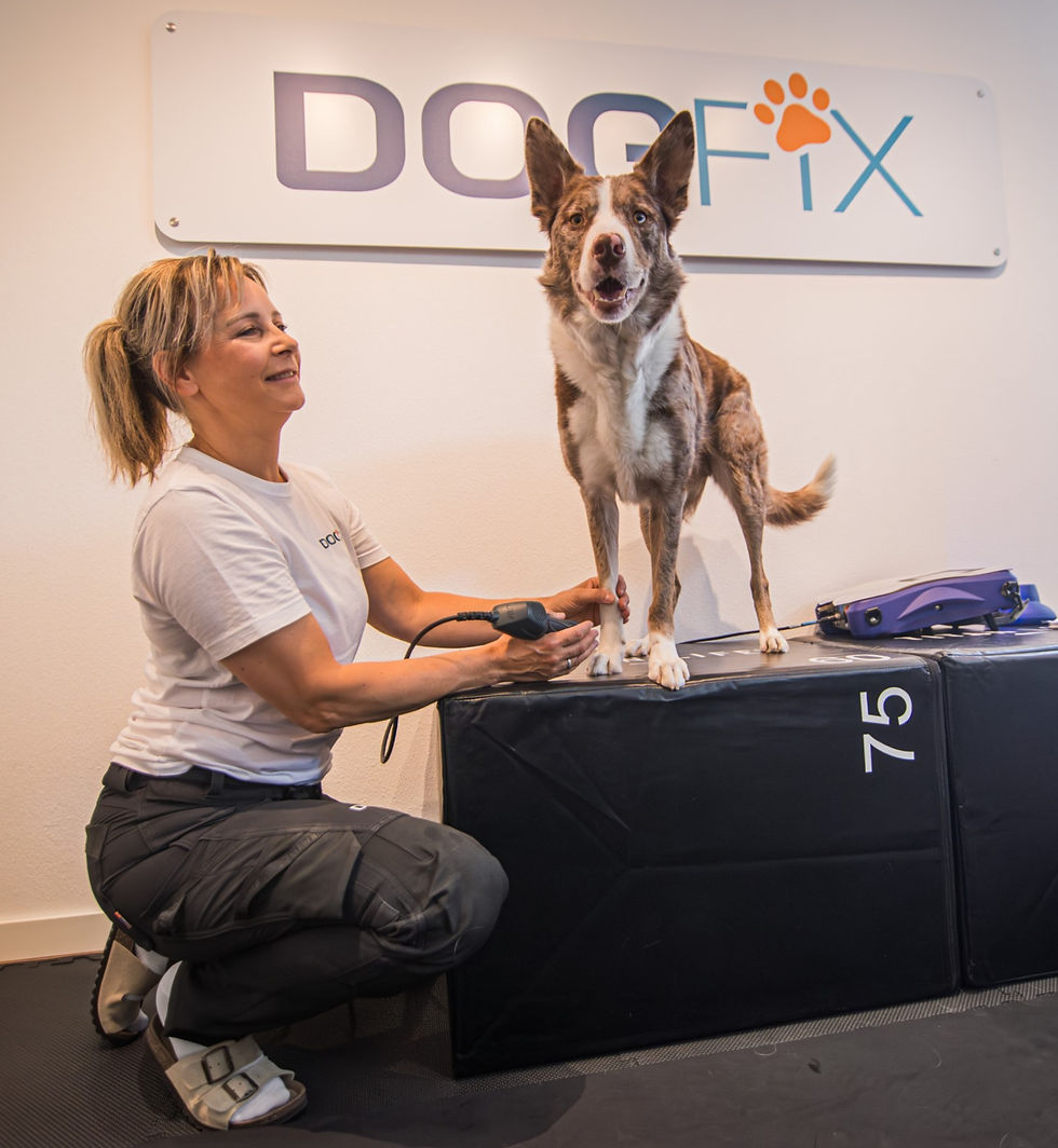 Laserbehandling til dyr – skånsom behandling med stor effekt