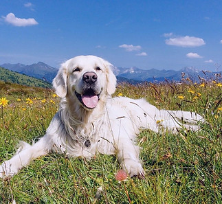 Golden Retriever.jpg