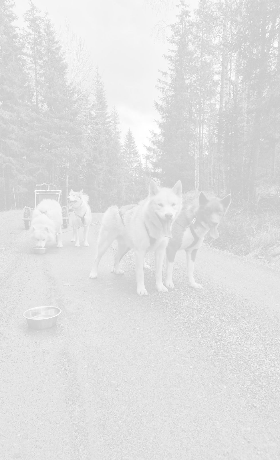 Trekkhunder Kine Ambassadør for Dogfix C